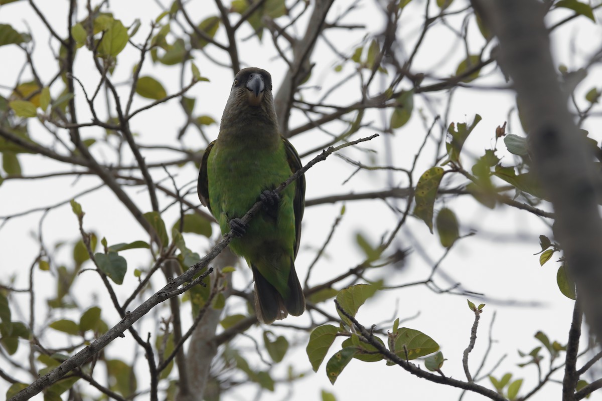 Brown-headed Parrot - ML204183661