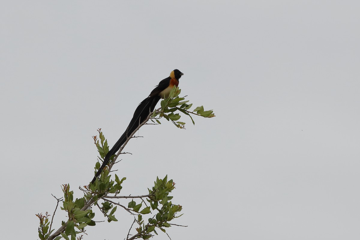 Eastern Paradise-Whydah - ML204183831