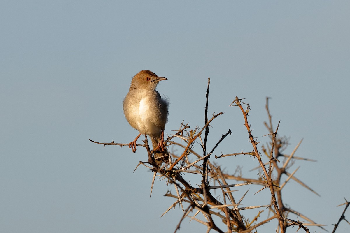 Rattling Cisticola - ML204184001