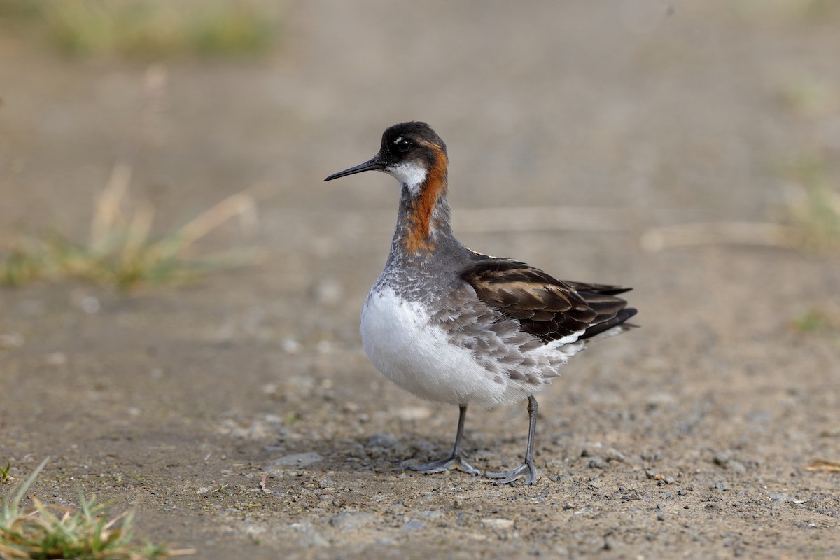 Red-necked Phalarope - Holger Teichmann