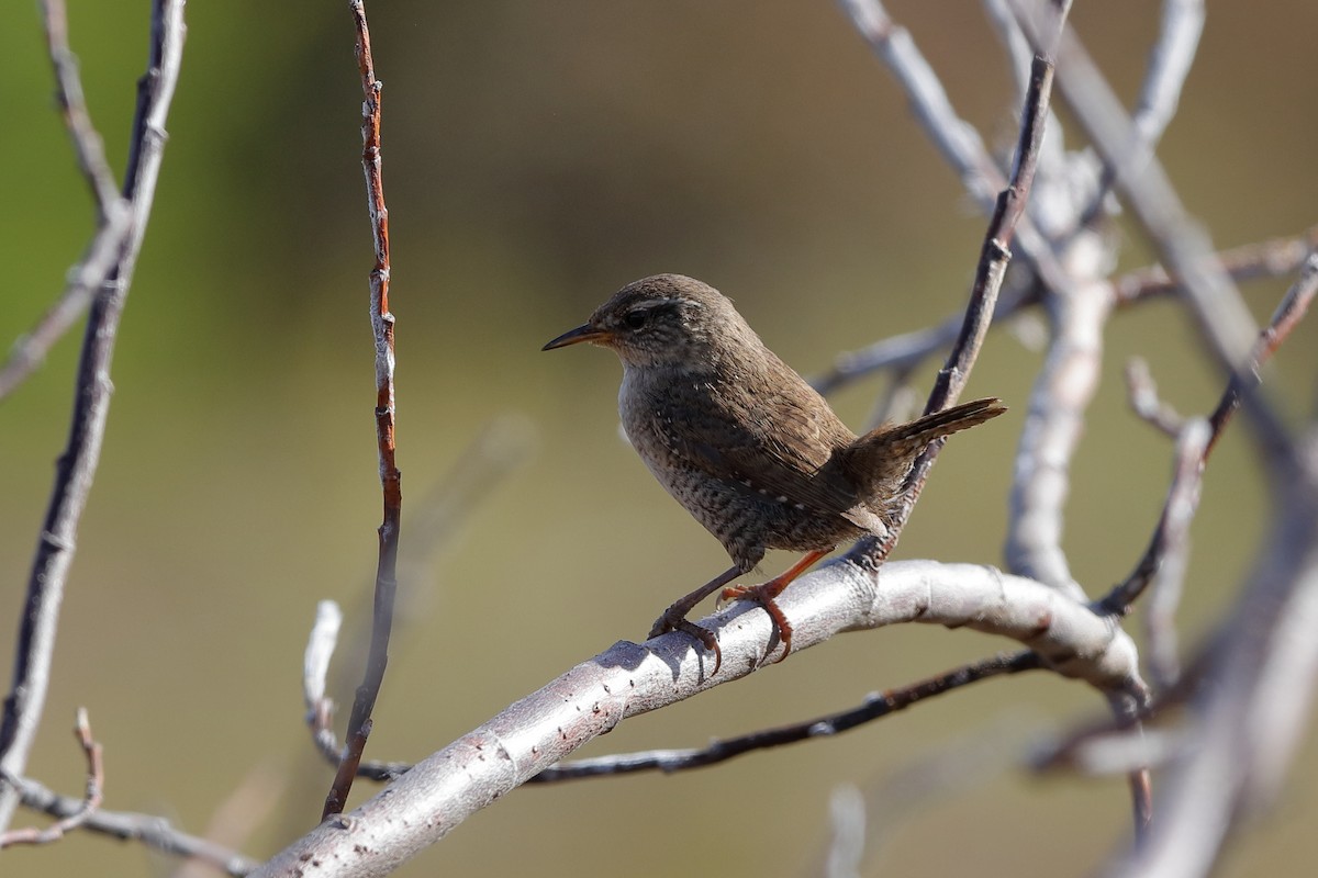 Eurasian Wren (Iceland) - ML204184411