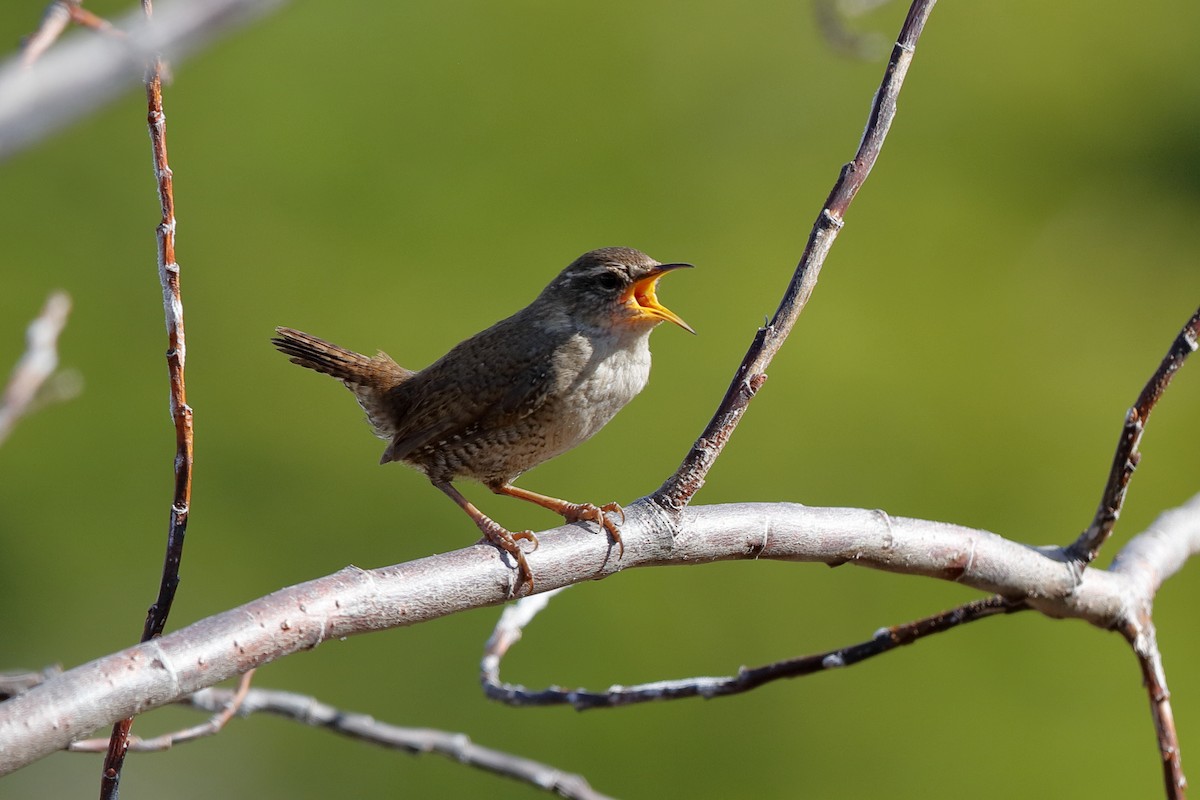 Eurasian Wren (Iceland) - ML204184421