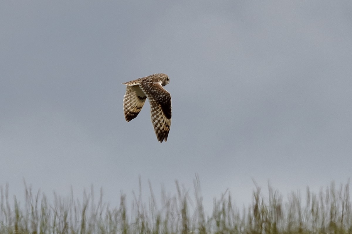 Short-eared Owl - ML204184601