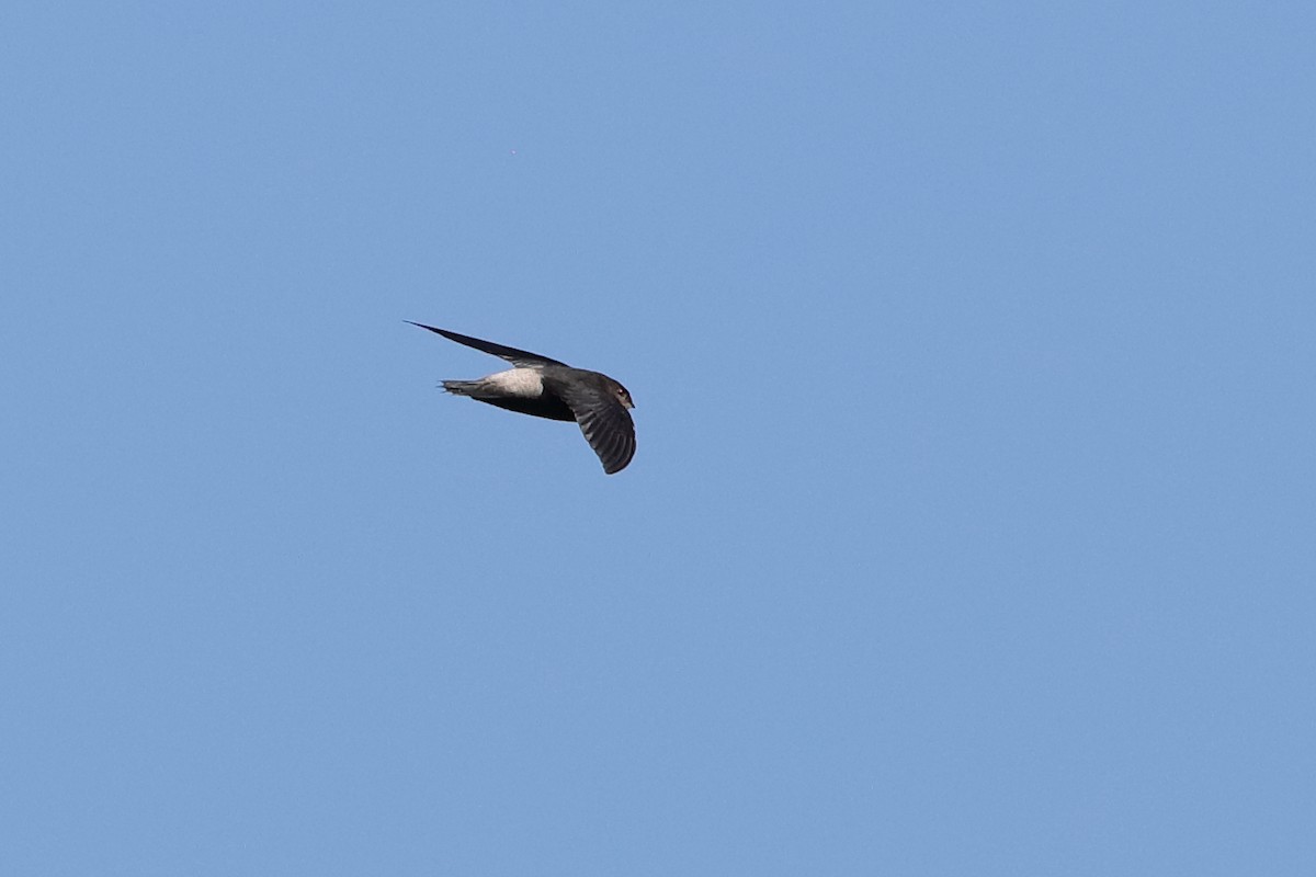 Pale-rumped Swift - ML204184651