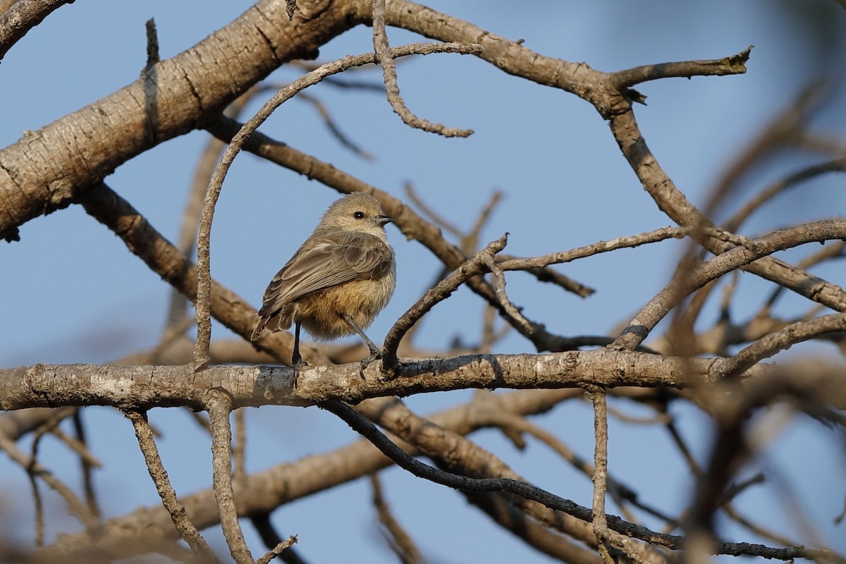 African Penduline-Tit - ML204184671