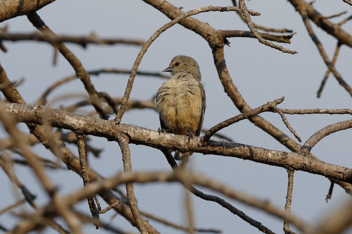 African Penduline-Tit - Holger Teichmann