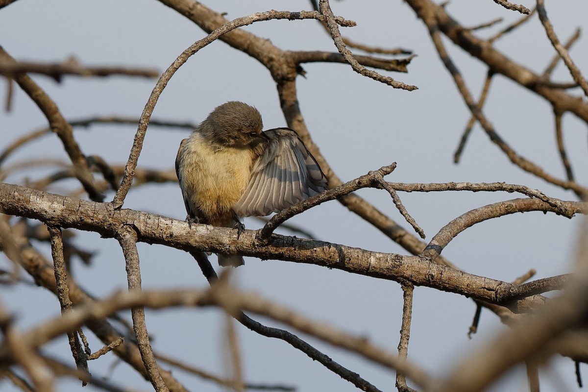 African Penduline-Tit - ML204184691