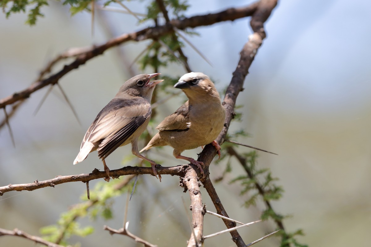 Gray-headed Social-Weaver - Holger Teichmann