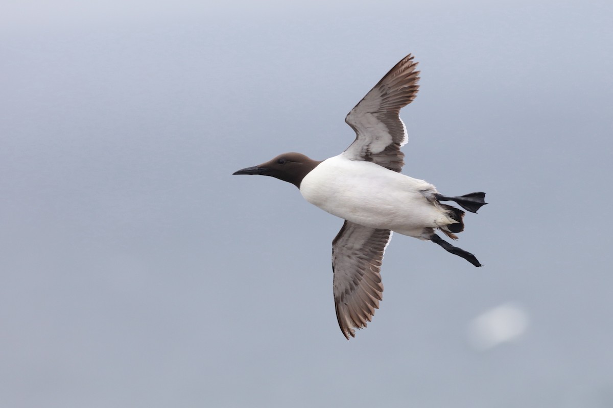 Common Murre - Holger Teichmann