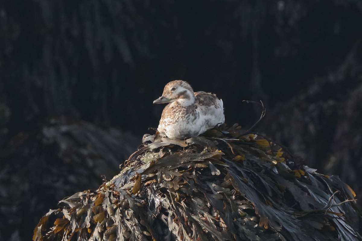 Long-tailed Duck - ML204185601