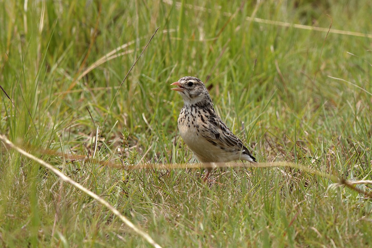 Botha's Lark - Holger Teichmann