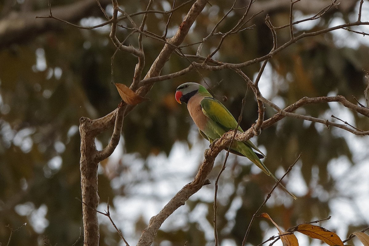 Red-breasted Parakeet - ML204186581