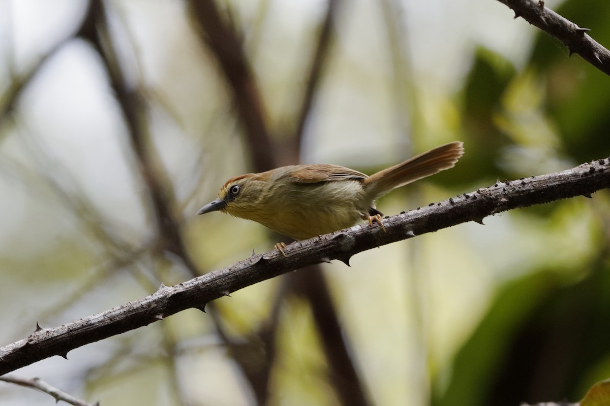 Pin-striped Tit-Babbler - ML204186651