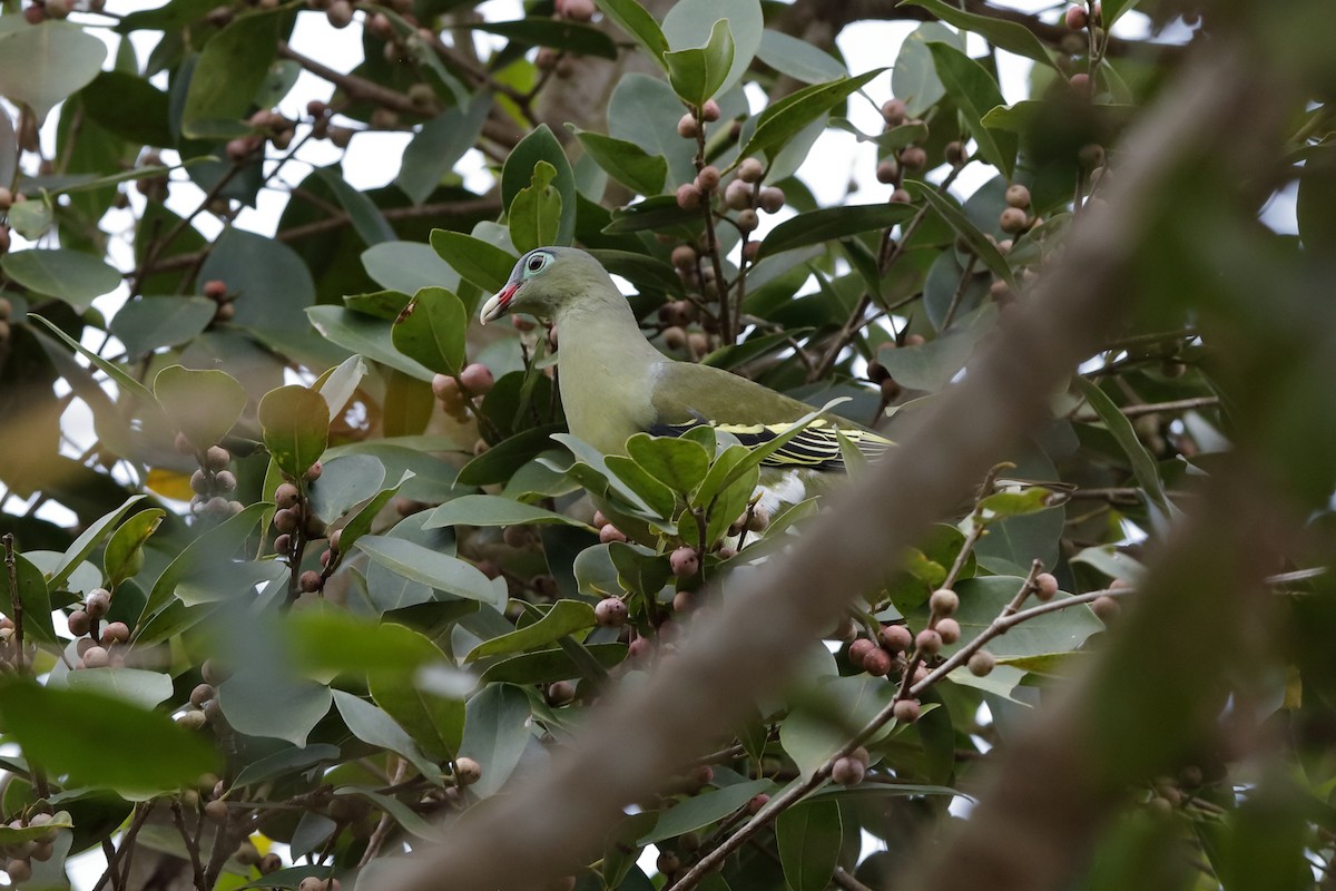 Thick-billed Green-Pigeon - ML204186711