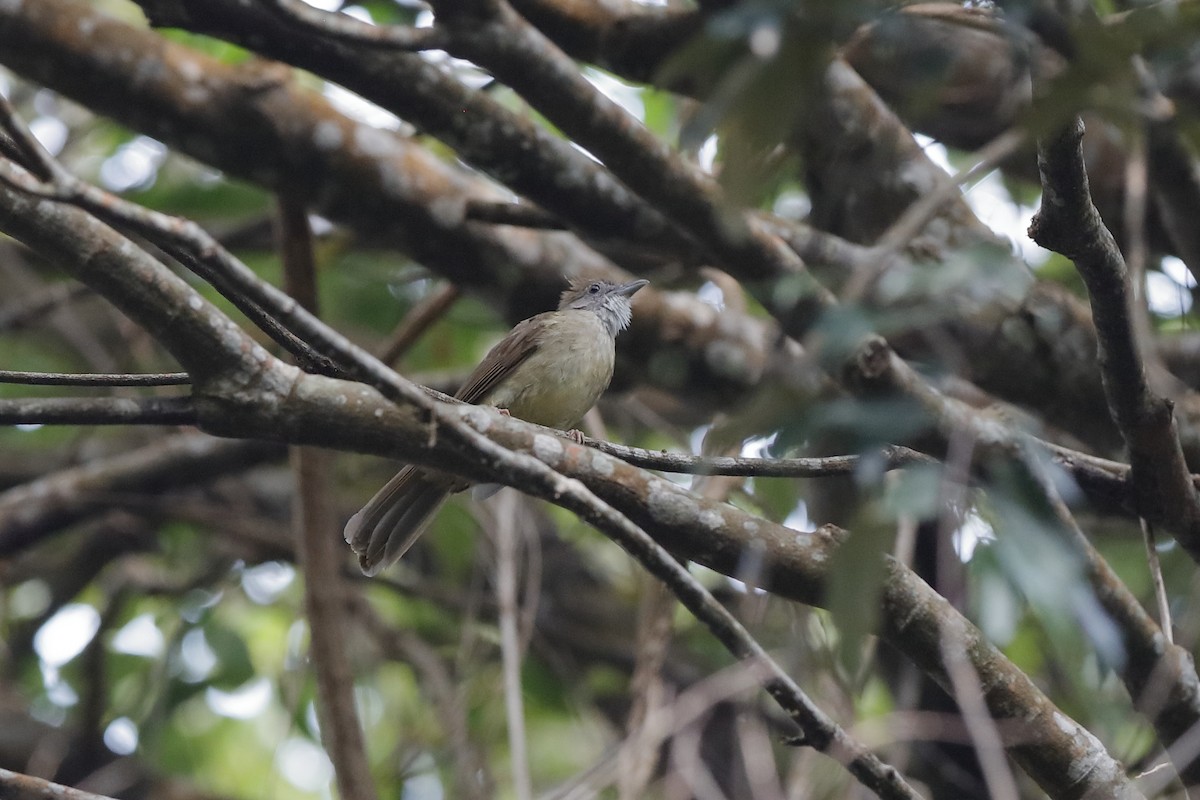 Puff-throated Bulbul - ML204186731