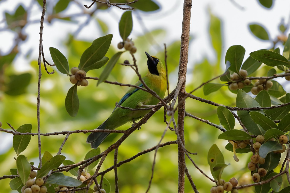 Blue-winged Leafbird - ML204186801