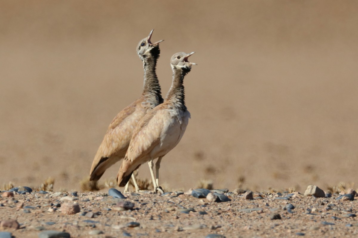 Rüppell's Bustard - ML204187361