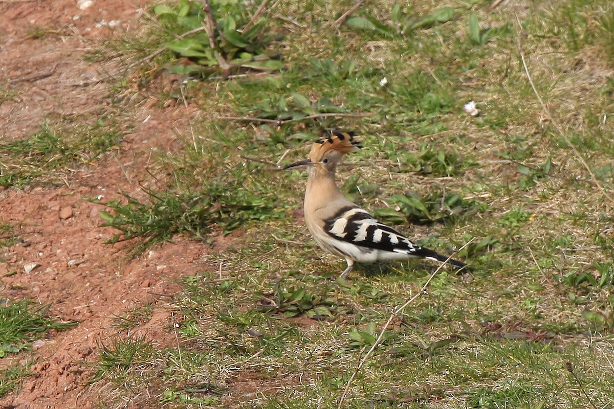 Common Hoopoe (Eurasian) - ML204187981