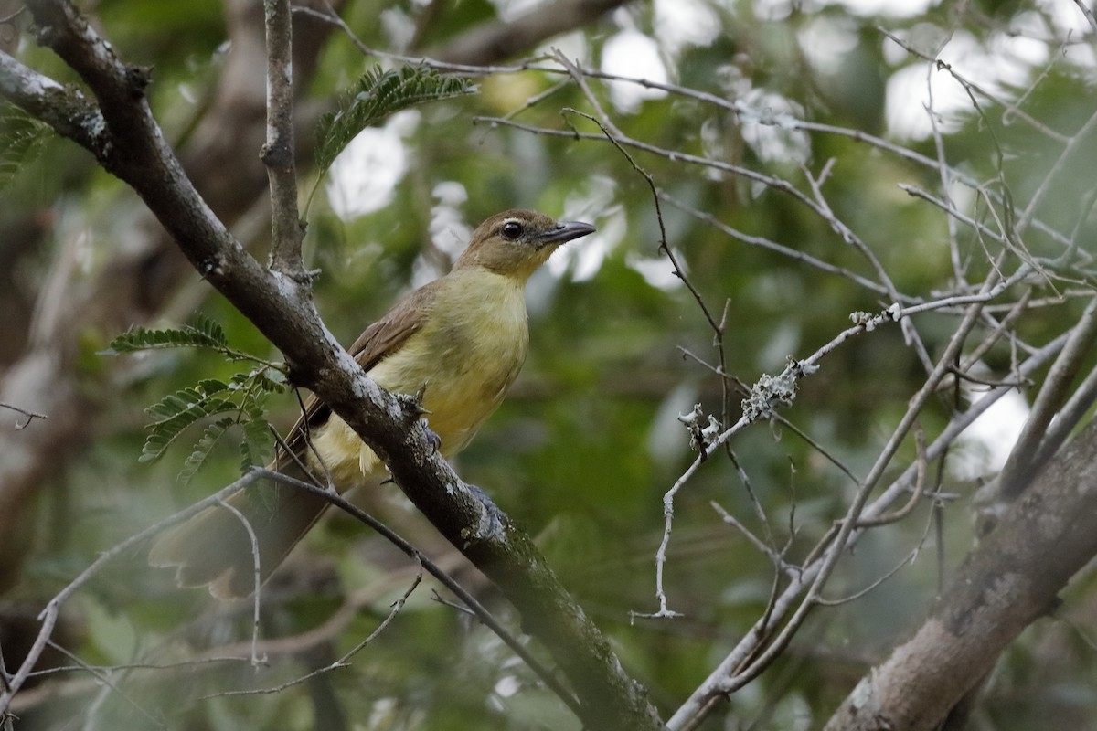 Yellow-bellied Greenbul - Holger Teichmann