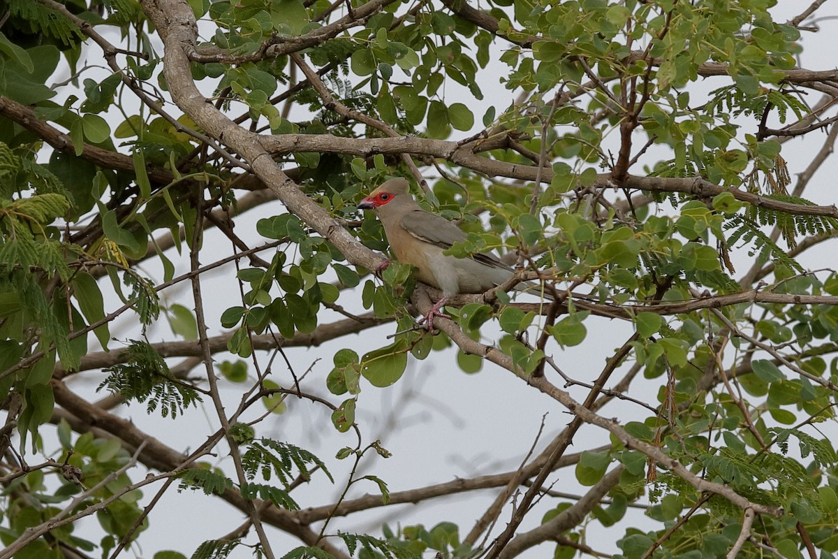 Red-faced Mousebird - ML204188381