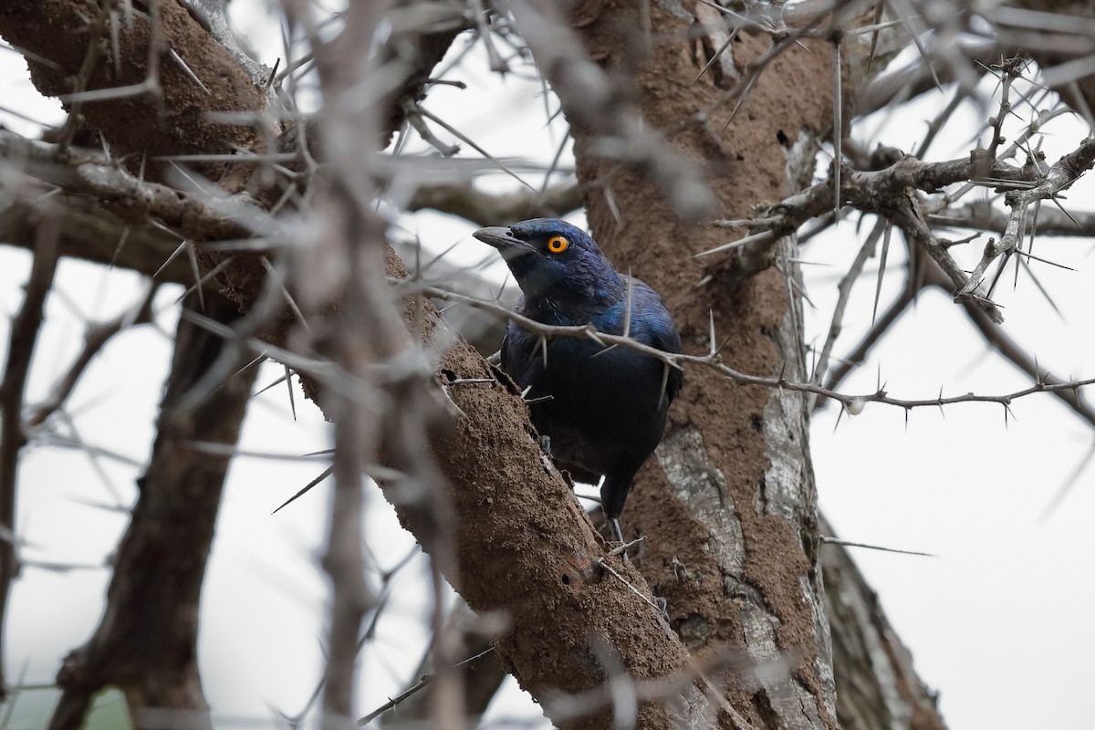 Black-bellied Starling - ML204188401