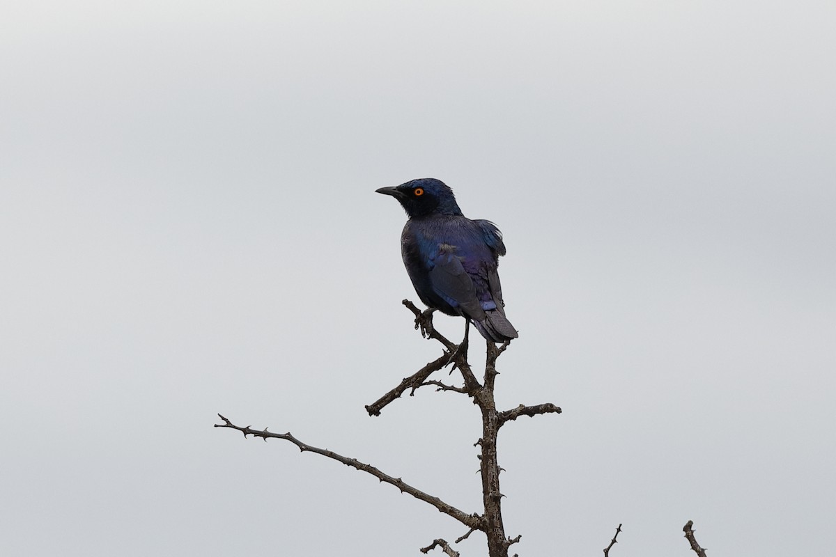 Black-bellied Starling - ML204188411