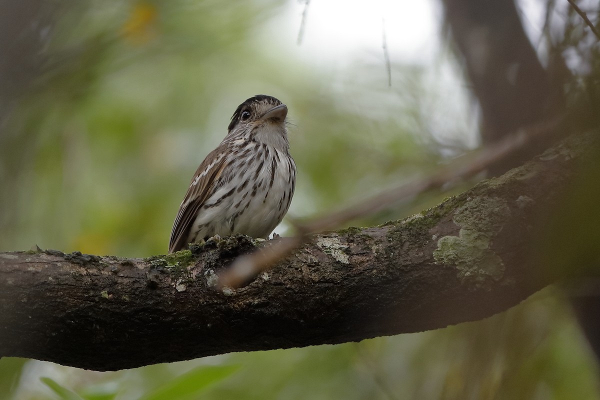 African Broadbill - Holger Teichmann