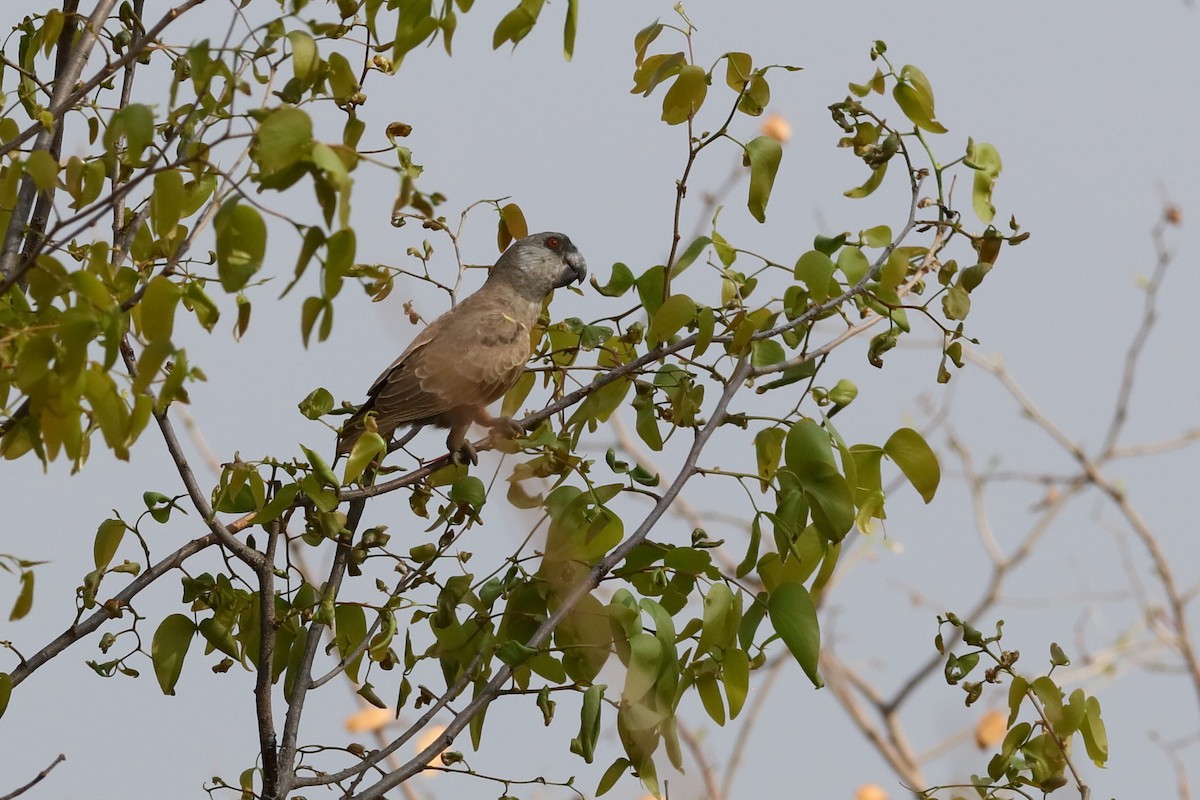 Rüppell's Parrot - ML204189591