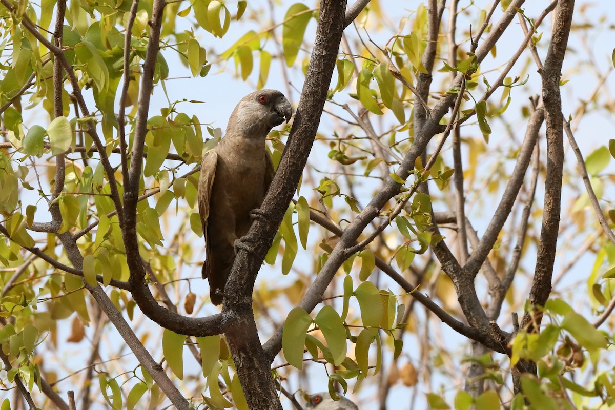 Rüppell's Parrot - ML204189611