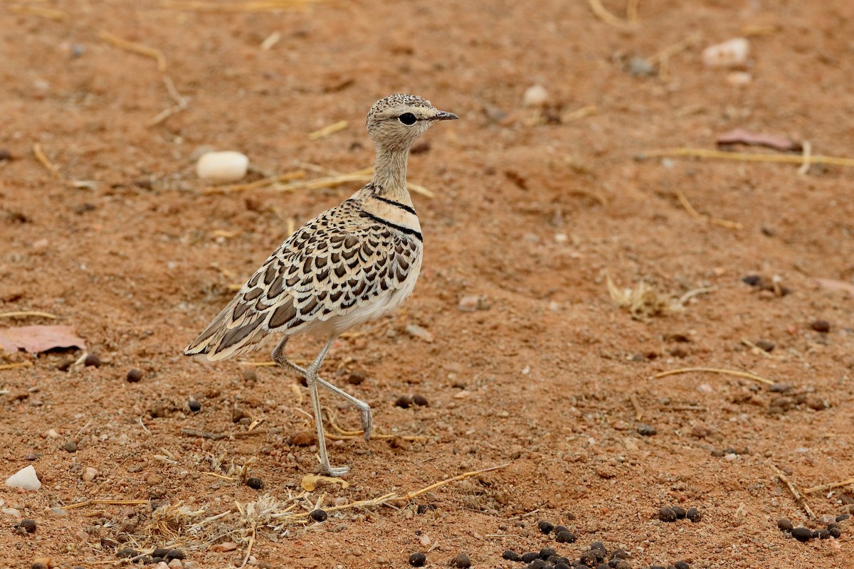 Double-banded Courser - ML204189651