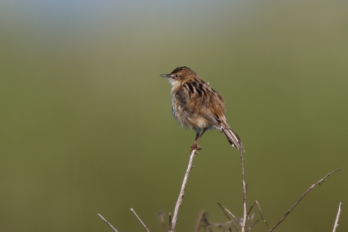 Zitting Cisticola (Western) - ML204189891