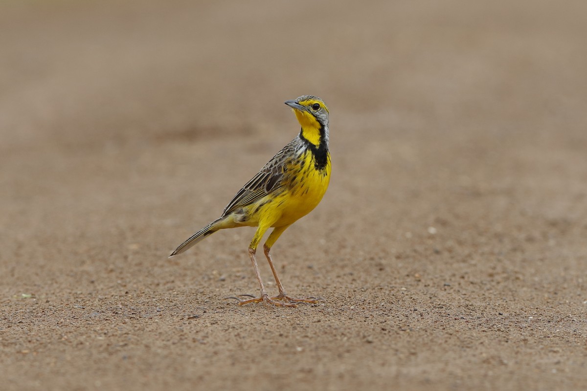 Yellow-throated Longclaw - ML204190401