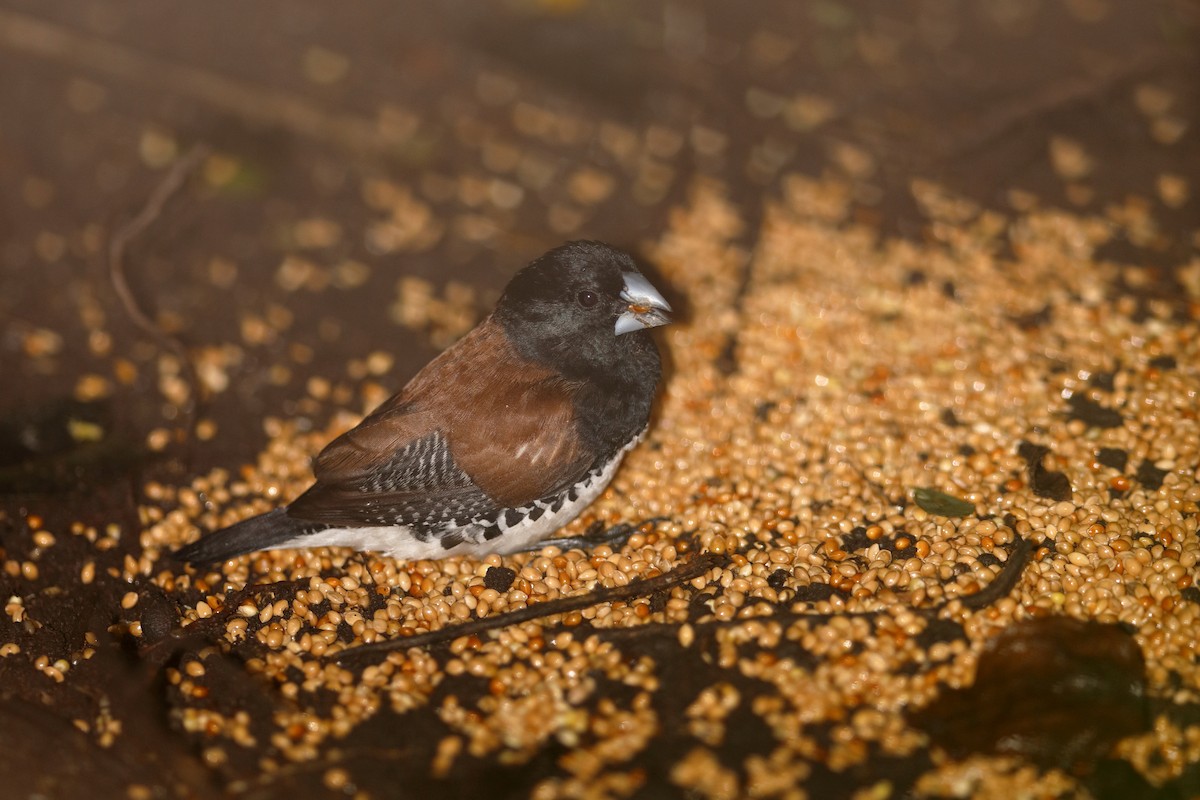 Capuchino Bicolor (nigriceps/woltersi) - ML204190481