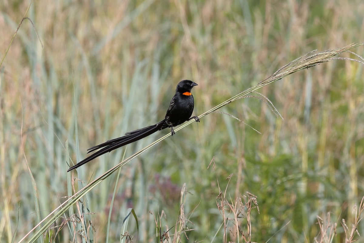 Red-collared Widowbird - Holger Teichmann