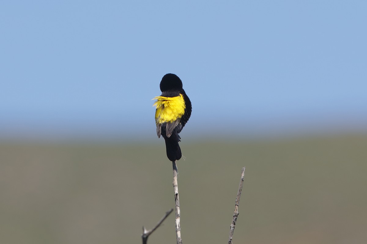 Yellow Bishop - ML204190641