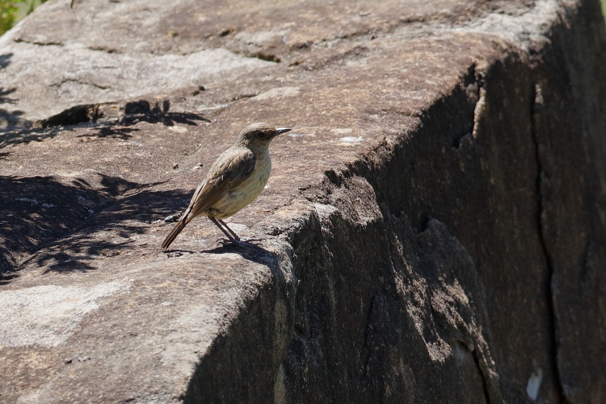 Buff-streaked Chat - ML204190671