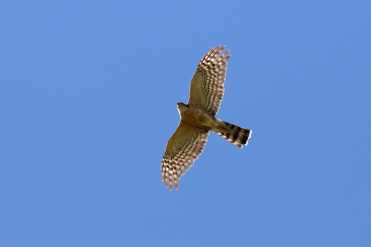 Rufous-breasted Sparrowhawk (Rufous-breasted) - Holger Teichmann