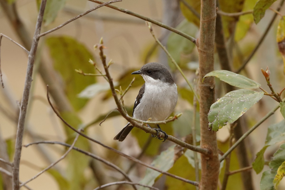 Fiscal Flycatcher - ML204190861
