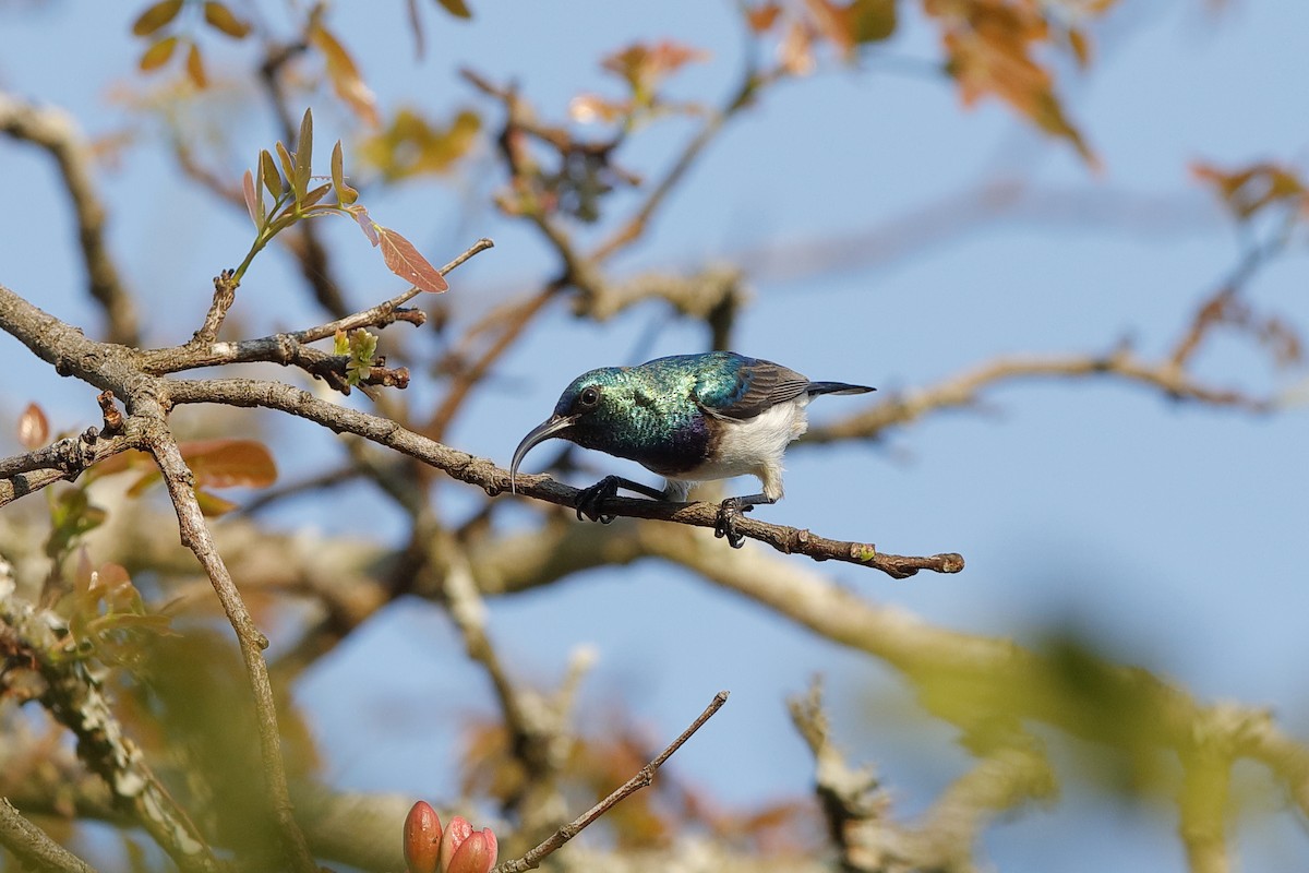 White-breasted Sunbird - ML204190961