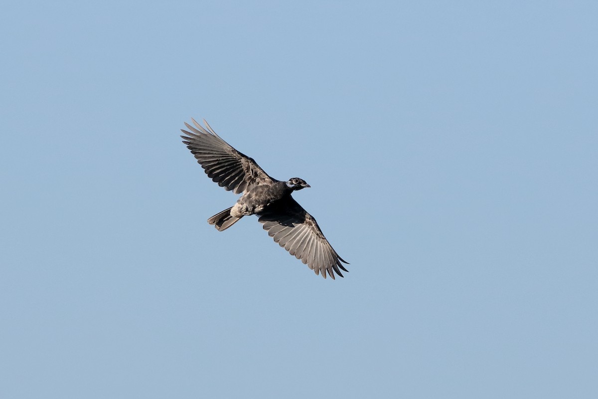 Bare-necked Fruitcrow - ML204191351