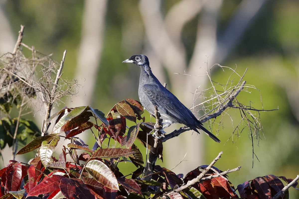 Bare-necked Fruitcrow - ML204191361