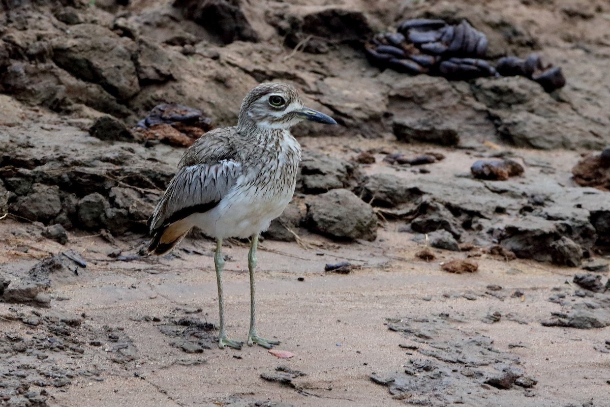 Water Thick-knee - ML204191451