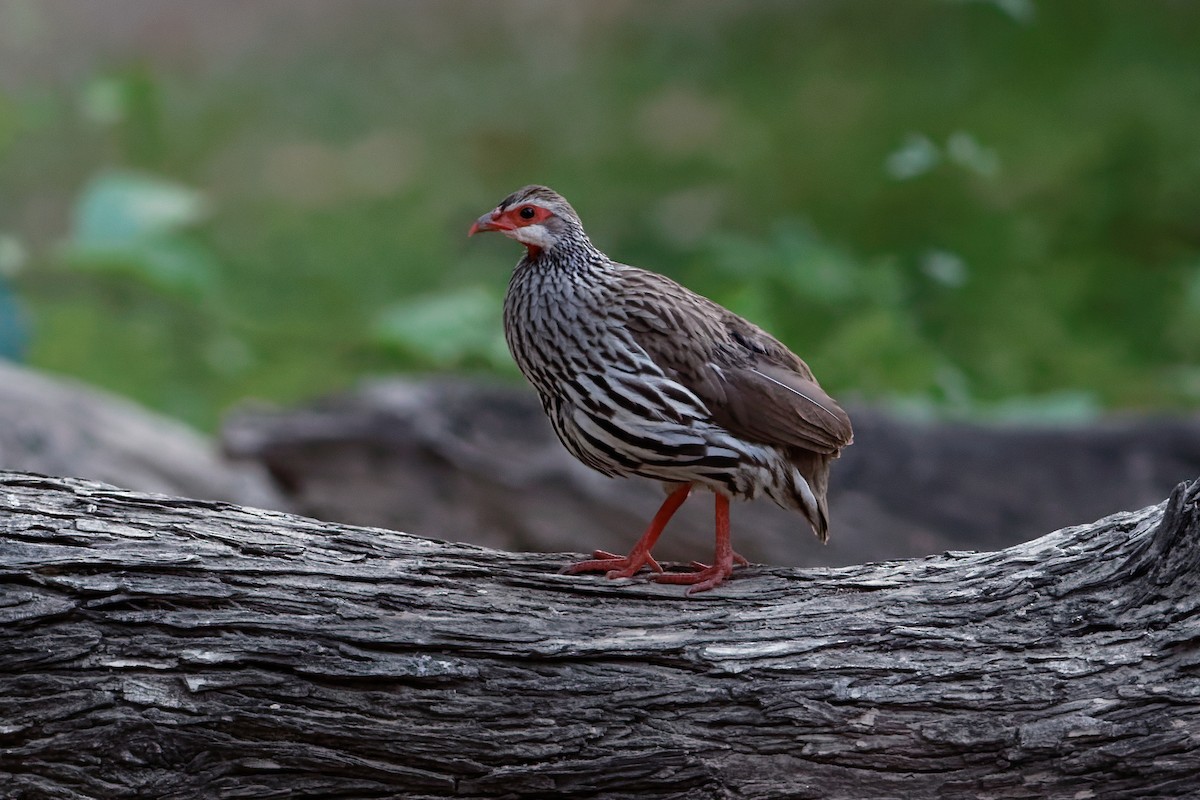 Francolin à gorge rouge - ML204191471