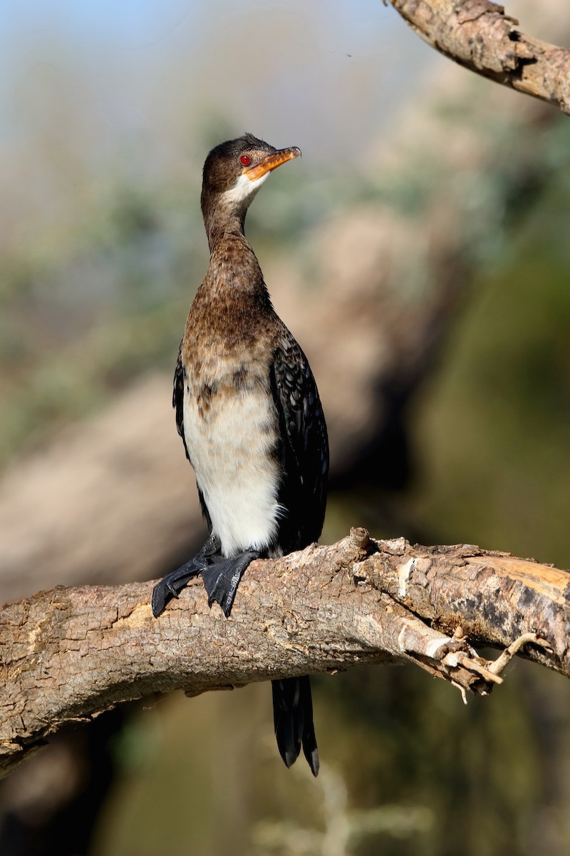 Cormorán Africano - ML204191591