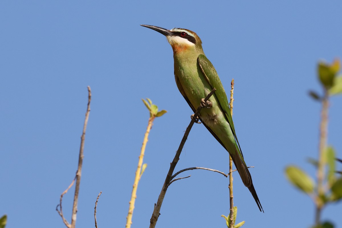 Olive Bee-eater - ML204191601