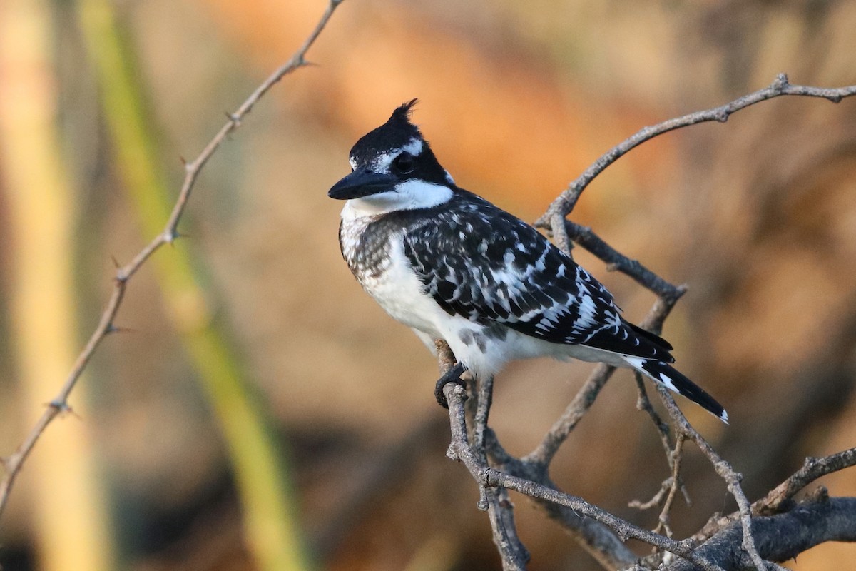 Pied Kingfisher - ML204191661