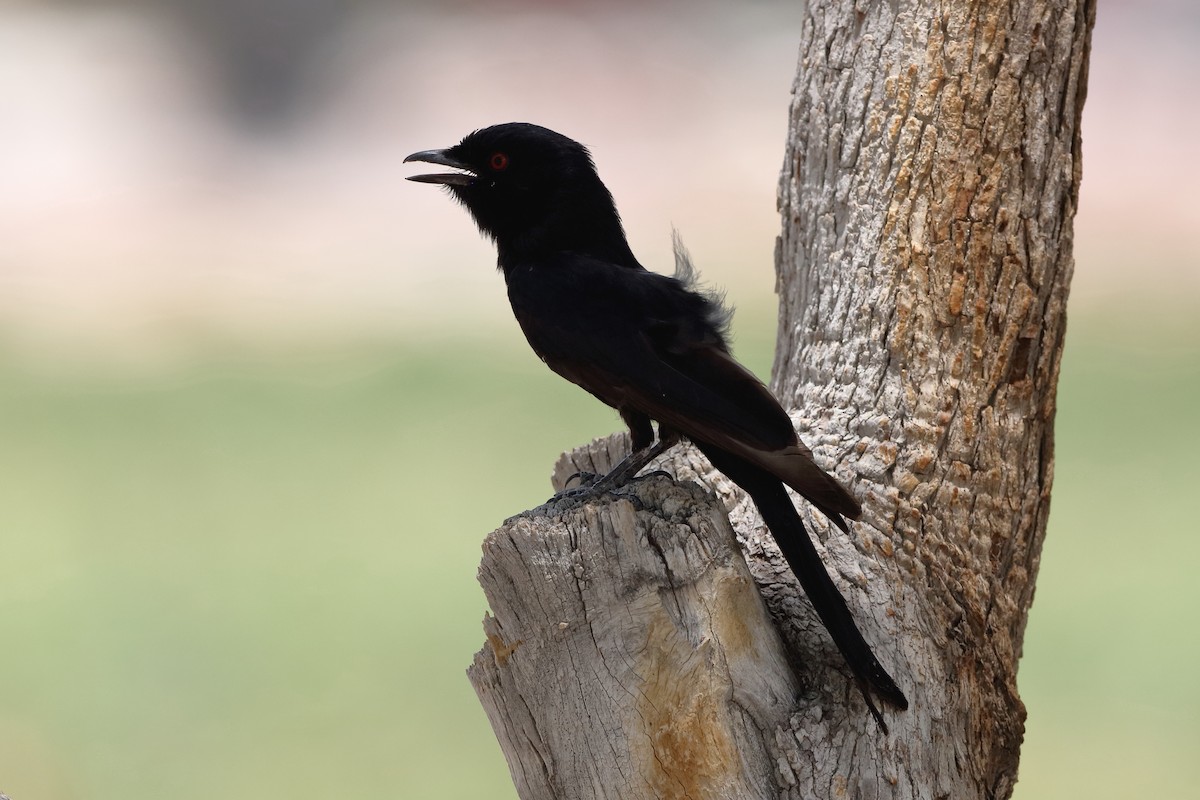 Fork-tailed Drongo - ML204191841