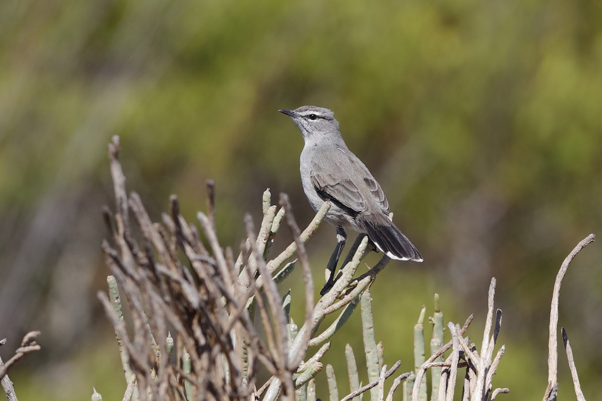 Karoo Scrub-Robin - Holger Teichmann