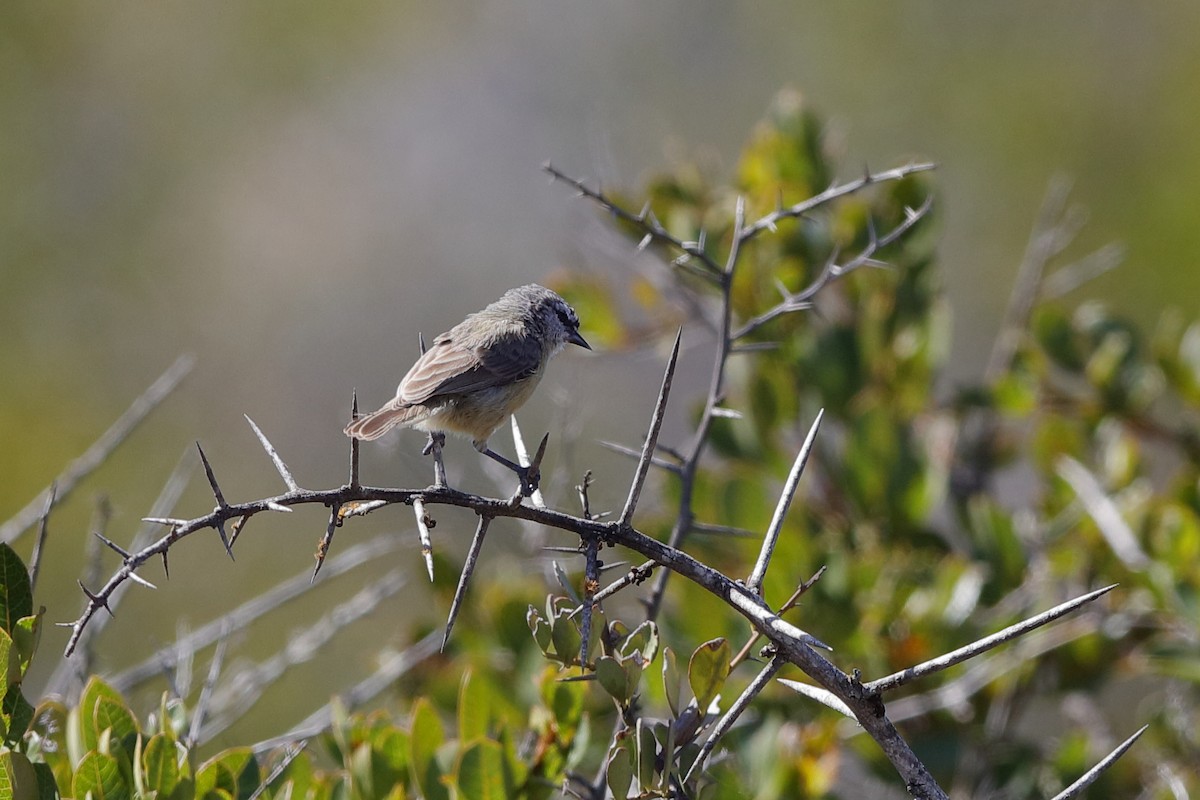 Pájaro Moscón de El Cabo - ML204192771