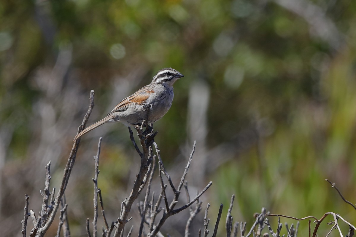 Cape Bunting - ML204192791